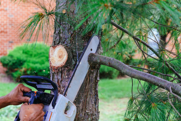 How Our Tree Care Process Works  in  Mount Morris, MI